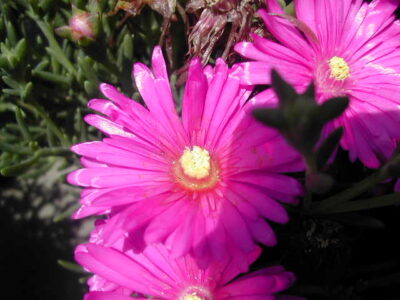 11695_06 Lampranthus roseus