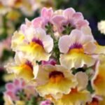 11824_08 Nemesia ibrida Sunsatia Peach