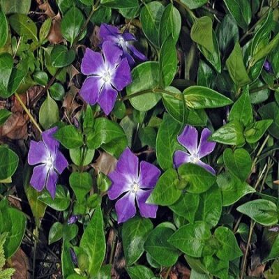 12190_01 Vinca major Pervinca Maggiore