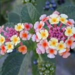 12745_01 Lantana camara