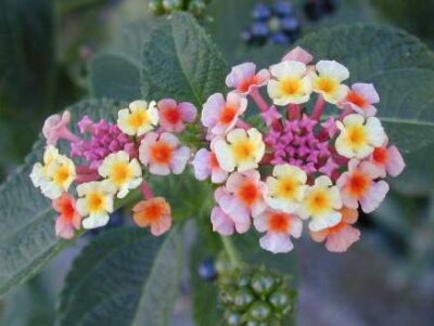 12745_01 Lantana camara