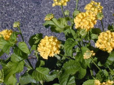 12745_02 Lantana camara