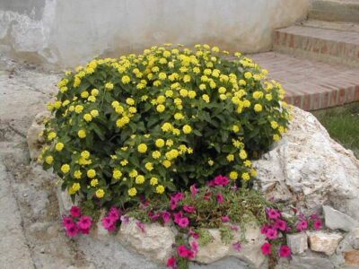 Lantana camara - immagine 3