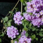 12746_01 Lantana sellowiana