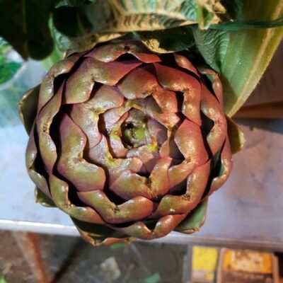 13392_1 Cynara scolymus C3 - carciofo romanesco