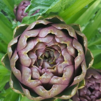 13392_2 Cynara scolymus C3