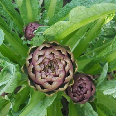 13392_3 Cynara scolymus C3