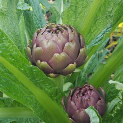 13392_4 Cynara scolymus C3
