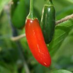 13450_01 Capsicum annuum peperoncino Serrano Peperoncino