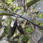 13451_01 Capsicum chinense peperoncino Pimenta da Neyde Peperoncino