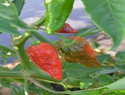 13452_01 Capsicum chinense peperoncino Naga Morich Peperoncino