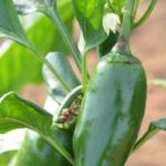 13453_01 Capsicum annuum peperoncino Jalapeno