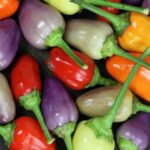 13454_01 Capsicum annuum peperoncino Chinense 5 colors