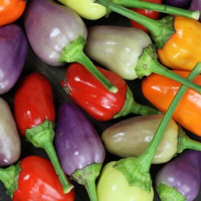 13454_01 Capsicum annuum peperoncino Chinense 5 colors