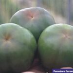 13456_01 Pomodoro Caramba