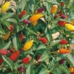 13466_01 Peperoncino Fuoco della Prateria