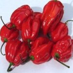 13467_01 Peperoncino habanero Red Carribean
