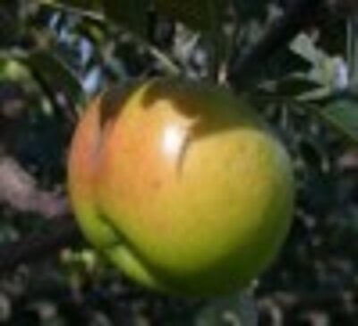 13470_01 Malus domestica Francesca