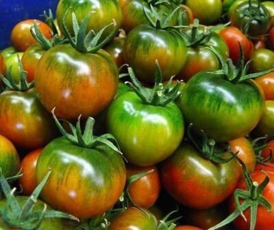 13480_01 Pomodoro camoncino monsanto