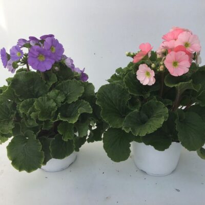 13484_01 Primula obconica