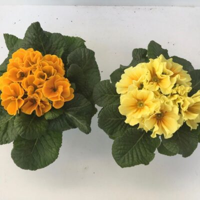 13490_01 Primula acaulis