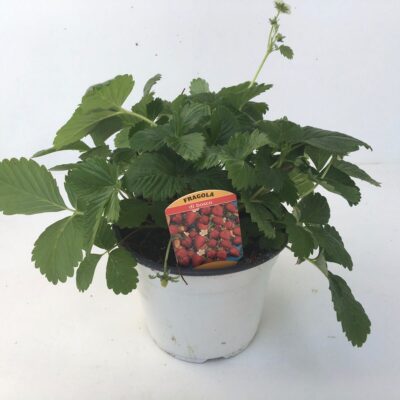 13492_01 Fragaria vesca Alexandria Fragolina di Bosco