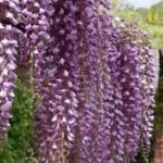 13493_01 Wisteria sinensis Prematura Glicine