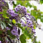 13494_01 Wisteria sinensis Amethyst Glicine