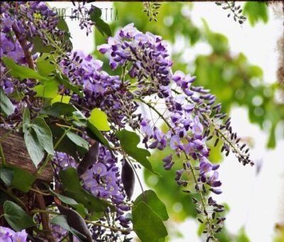 13494_01 Wisteria sinensis Amethyst Glicine
