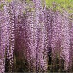 13496_01 Wisteria floribunda Lilac Rose