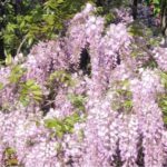13497_01 Wisteria floribunda Rosea