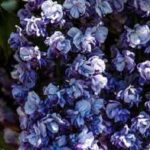 13498_01 Wisteria sinensis Double Amethyst
