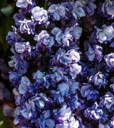 13498_01 Wisteria sinensis Double Amethyst