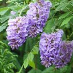 13500_01 Wisteria frutescens Glicine Americano
