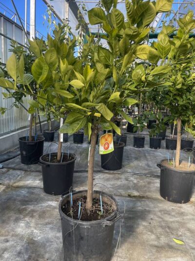 ARANCIO TAROCCO SCIRE' CL30