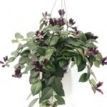 Aeschynanthus ESCINANTO