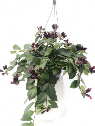 Aeschynanthus ESCINANTO