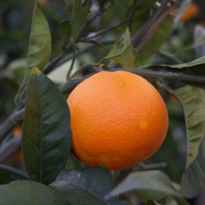 ARANCIO TAROCCO COMUNE