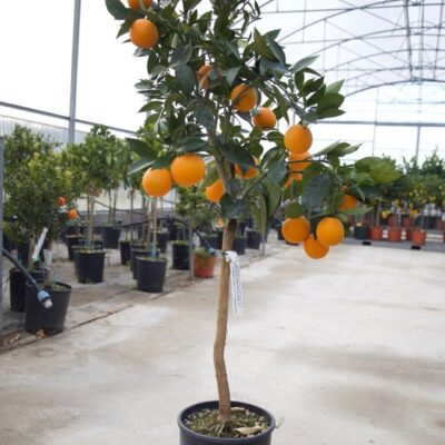 ARANCIO VALENCIA