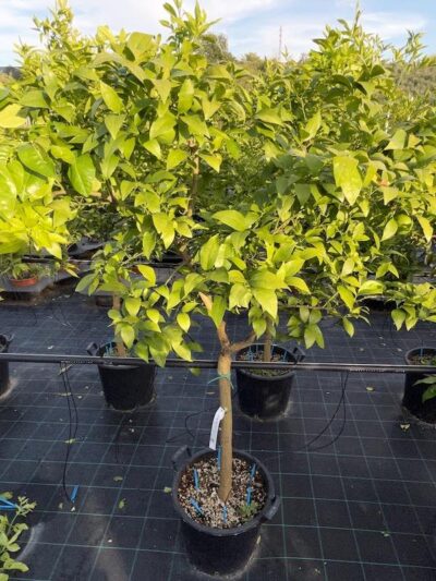 Arancio Valencia Campbell CL30 Vivai Frappetta