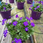 Aubrieta hybrida - AUBREZIA