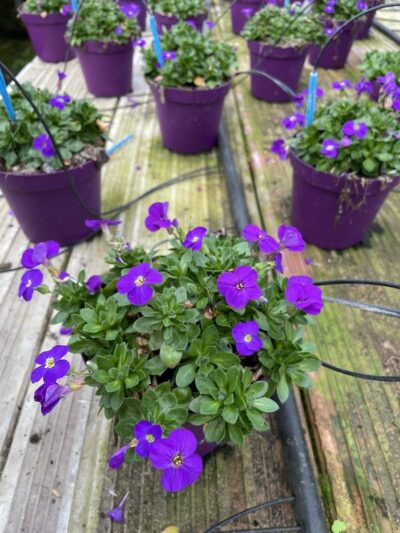 Aubrieta hybrida - AUBREZIA