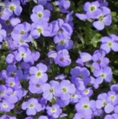 Aubrieta hybrida - Aubrezia