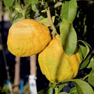 Cedro Diamante