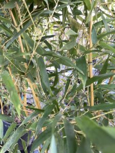 Canne di Phyllostachys aureosulcata - Vivai Frappetta