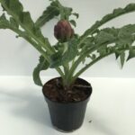 Pianta di Carciofo Romanesco 'C3Pepe' allevato in vaso 14 cm e pronto per la vendita