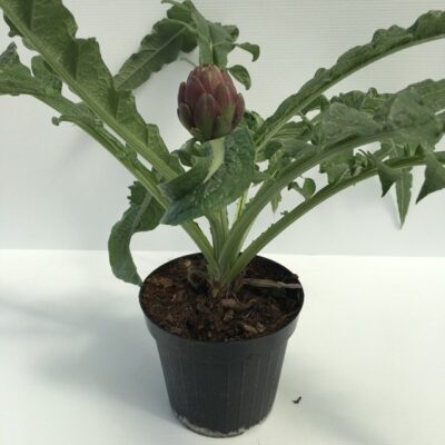 Pianta di Carciofo Romanesco 'C3Pepe' allevato in vaso 14 cm e pronto per la vendita