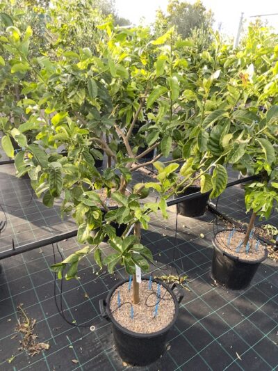 Cedro Diamante CL30 Vivai Frappetta