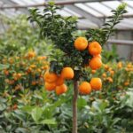 Frutti di Chinotto