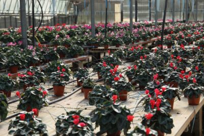 Cyclamen persicum CICLAMINO - immagine 9